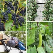 Vivosun 5 x 5Ft. Elastic Trellis Netting with 4 Hooks - Image 4
