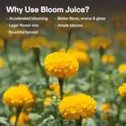 Vivosun Bloom Juice (0-6-4), Flowering Supplement Liquid Fertilizer for Flowering Stage, 32 Ounces - Image 3