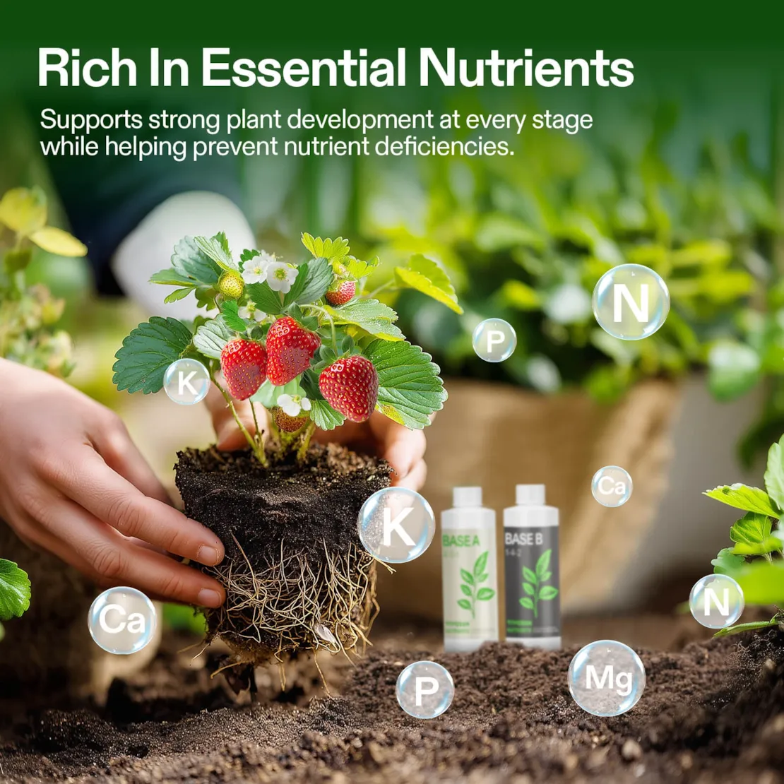 Nutrients Base A & B Bundle, Liquid Fertilizer Supports Vegetative and Flowering Stage - Image 2