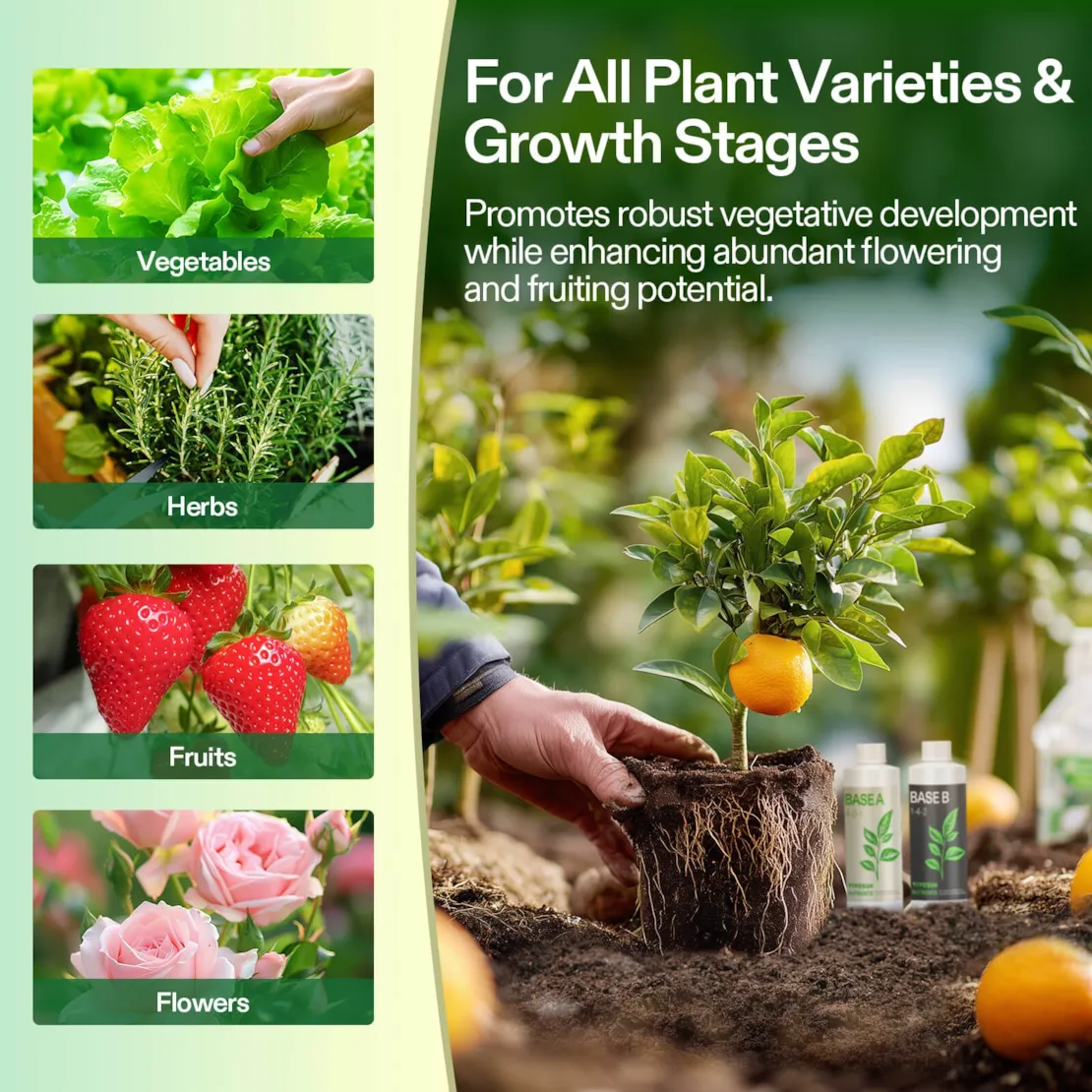 Nutrients Base A & B Bundle, Liquid Fertilizer Supports Vegetative and Flowering Stage - Image 6