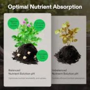 Vivosun pH Up & pH Down Kit, Liquid Fertilizer for All Plants and All Growing Systems, 1 Quart Each - Image 3